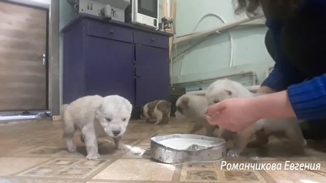 Подкармливаем щенков из миски (продолжение) смотреть онлайн