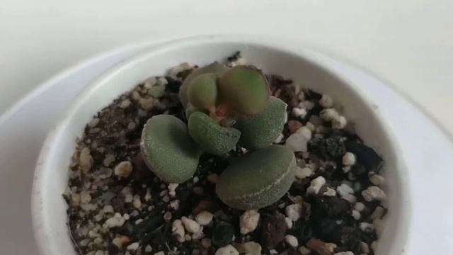 ADROMISCHUS MARIANAE CV. LITTLE SPHEROID, succulent plant смотреть онлайн