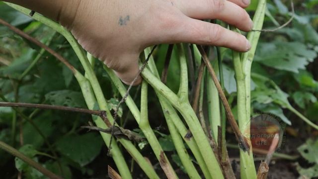 Так подкармливала пионы и розы осенью прабабушка когда не было в продаже удобрений! Результат супер