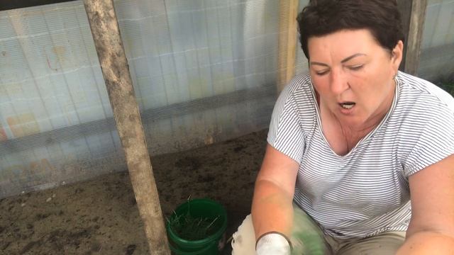 Черенкование хвойных, можжевельник и туя. В конце видео прошлогодний черенок. Как выбрать ветки ? смотреть онлайн