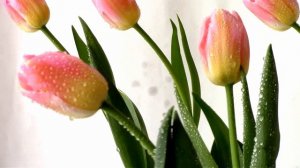 Сказочные тюльпаны Tom Pouce (Том Паус). Tulips Tom Pouce.