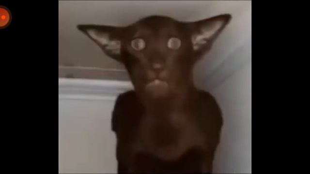 мем 'Миша ты что пукнул' смотреть онлайн