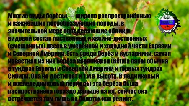 Берёза (Betula), дерево №1 в России.