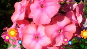 Флокс метельчатый Сесиль Ханбери. Краткий обзор, описание phlox paniculata Cecile Hanbury