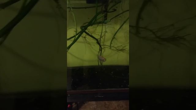 55 gallon Aquarium w/Pothos Plants thriving. смотреть онлайн