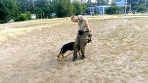 Приучение щенка к команде рядом