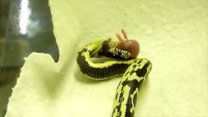 Двуглавые змеи: откуда берутся, и как они выживают?