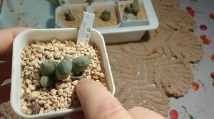 Показываю конофитумы . Часть 2.
