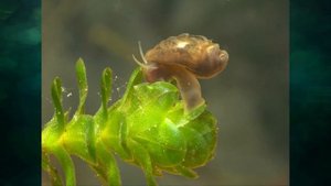 "Если бы на Земле не было животных", Окружающий мир 3 класс ч.1, с.94-96, Школа XXI век.