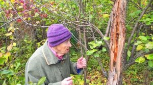 Белить или не белить яблоню