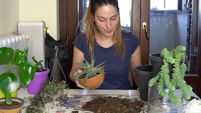PIANTE E PAROLE: Rinvaso le mie piante succulente 🌵 смотреть онлайн