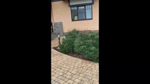 Пересадка барбарисов