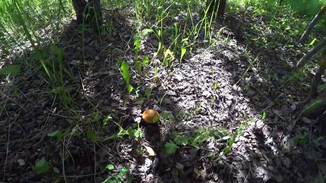 ОГО!!! РЫЖИКИ ПОШЛИ В ИЮНЕ в молодых соснах! ПОДОСИНОВИКИ в заросшем поле! Грибы в июне 2023! смотреть онлайн