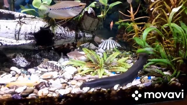 Мая герань зацвела ура ?? смотреть онлайн