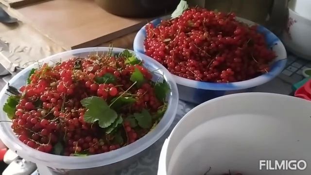 КУДА ЖЕ Я ПРОПАЛА?///СОБИРАЕМ ЯГОДУ/// смотреть онлайн