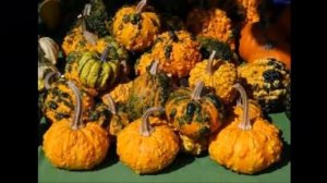 Декоративные #тыквы2 Декоративные #лианы8 #однолетники Декоративные #растения