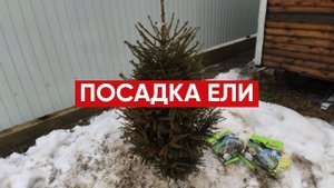 Как посадить ель на участке / Удобрение для хвойных растений