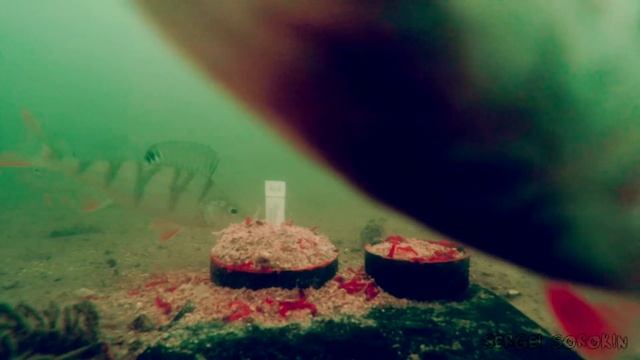 ЗАПАХ ТАБАКА и Реакция Рыбы! Подводная съёмка смотреть онлайн