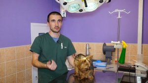 Стерилизация собак. Часть 2. Смертельные последствия