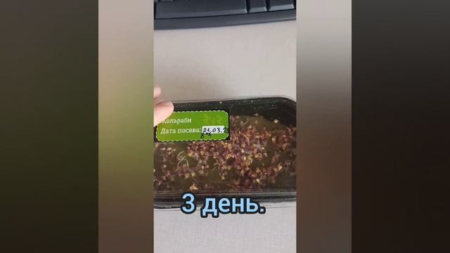 Микрозелень от начала до конца. Микрозелень КОЛЬРАБИ красная.  Я есть в Дзене.
