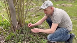 Будра Плющевидная