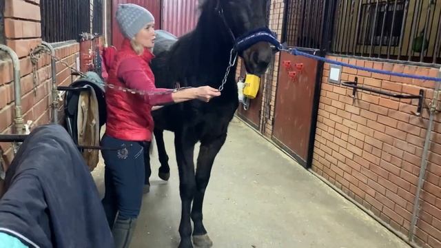 КАК НАУЧИТЬ ЖЕРЕБЁНКА ДАВАТЬ НОГИ смотреть онлайн