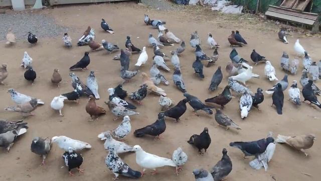 Голуби домашние. Тольятти смотреть онлайн