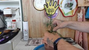 Бонсай из туи Плоскове́точник, Плати́кладус,  Био́та (лат. Platýcladus) с самого начала, формировка