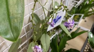 Орхидиум - ярмарка орхидей. Осень 2021. Обзор. /#orchids/#орхидеи