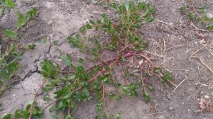 "Сорняк", который поднимает иммунитет - портулак