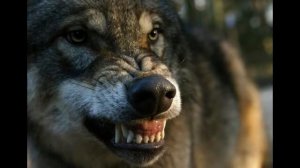 Grimz - Против шерсти HD