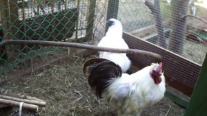 Петушок и курочка китайские