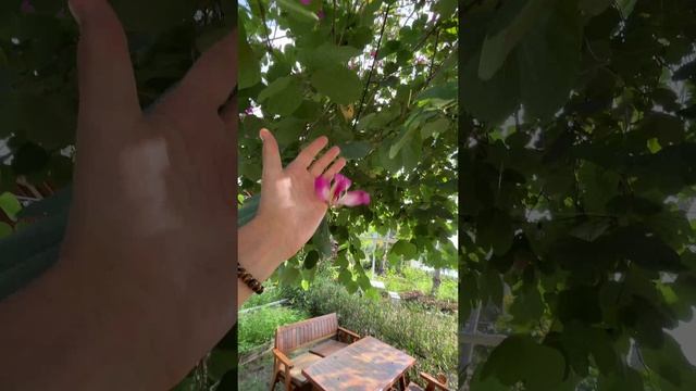 Баухиния пурпурная (Bauhinia purpurea)