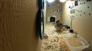 рябчик кушает