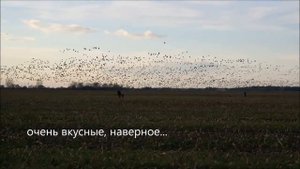 Дикие гуси. Очень-очень много гусей.