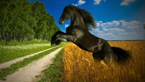 клип конь | любэ | clip about a horse