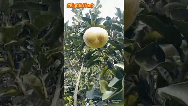 Amazing Tree Of Grapefruit Hybrids plants in India #grapefruit