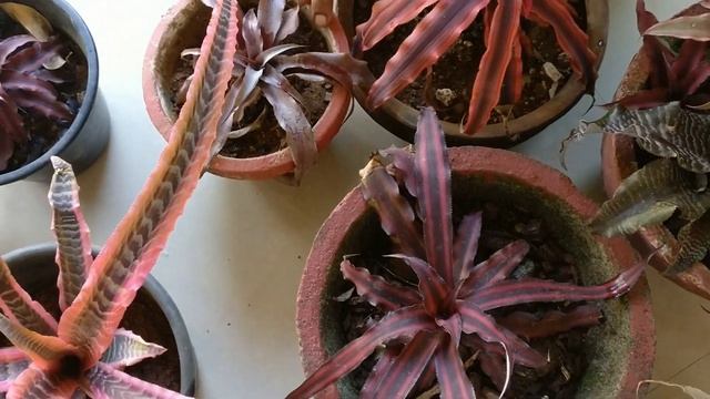 Cryptanthus- | ക്രിപ്റ്റാന്തസ്- അറിയെണ്ടതെല്ലാം | വളർത്താം | ഗാർഡെനിങ് | Gardening tips смотреть онлайн