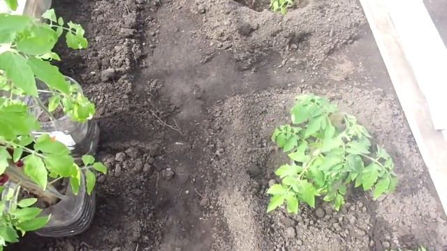 САМЫЕ ПОПУЛЯРНЫЕ СХЕМЫ РАСПОЛОЖЕНИЯ ГРЯДОК В ТЕПЛИЦЕ. смотреть онлайн