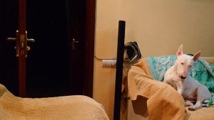 Пранк с одеялом, исчезновение. Бультерьер Дэнни #пранк #бультерьер