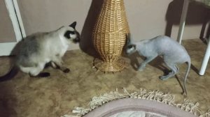 Тайский кот  VS Донской Сфинкс Fight
