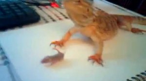 Бородатая Агама vs мелкая мышь