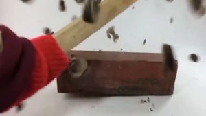 Будьте осторожны, когда увидите эти деревья! Самые опасные деревья!