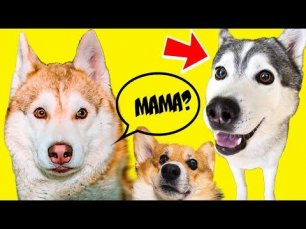 МАМА БУБЛИКА - ЛЕКСИ ХАСМУТ!! (Корги Кекс) Говорящая собака