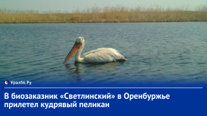 В биозаказник «Светлинский» в Оренбургской области прилетел кудрявый пеликан
