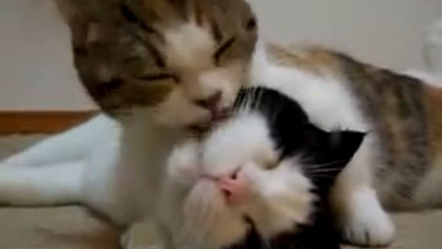 Кошачьи ласки