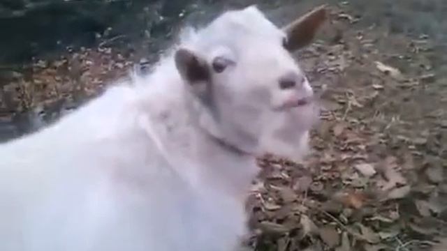 УПОРОТЫЙ КОЗЁЛ смотреть онлайн