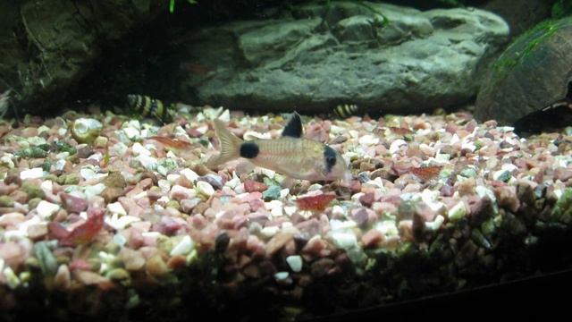 Немного из жизни аквариума 75 литров. смотреть онлайн
