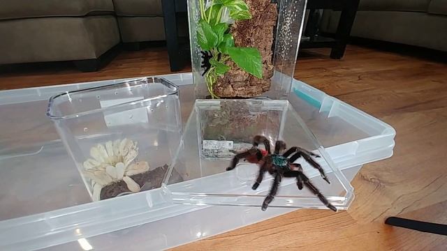 BEAUTIFUL ?Caribena versicolor ? PAIRING смотреть онлайн