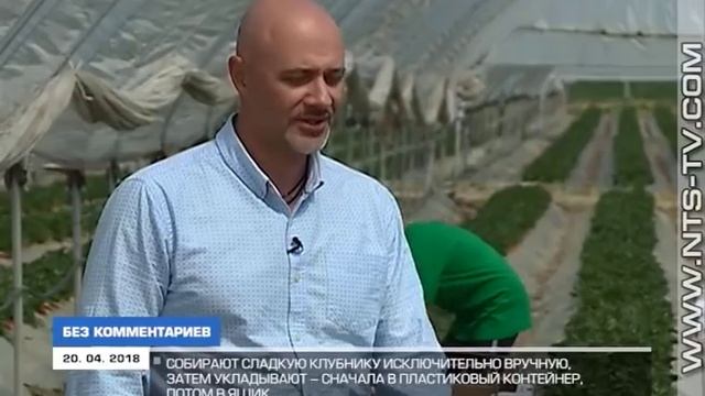20.04.2018 «Без комментариев». Первая крымская клубника – в Холмовке начали собирать спелую ягоду смотреть онлайн
